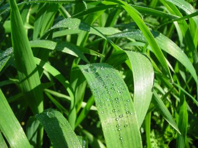 Carta del Jefe Seattle al presidente de los Estados Unidos